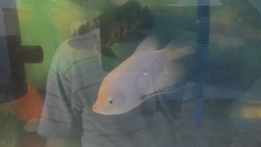 Gaint Gourami fish