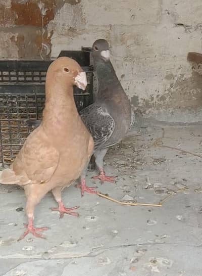 Jerman beauty breeder pair