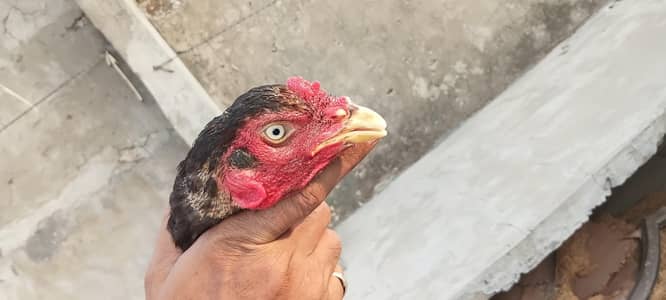 Murga for sale colour black full active only 2 years age