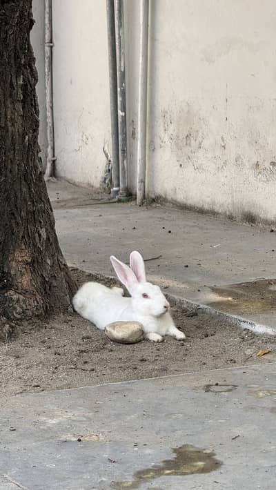Pure White Albino Rabbits (Red Eyes) – Active & Healthy