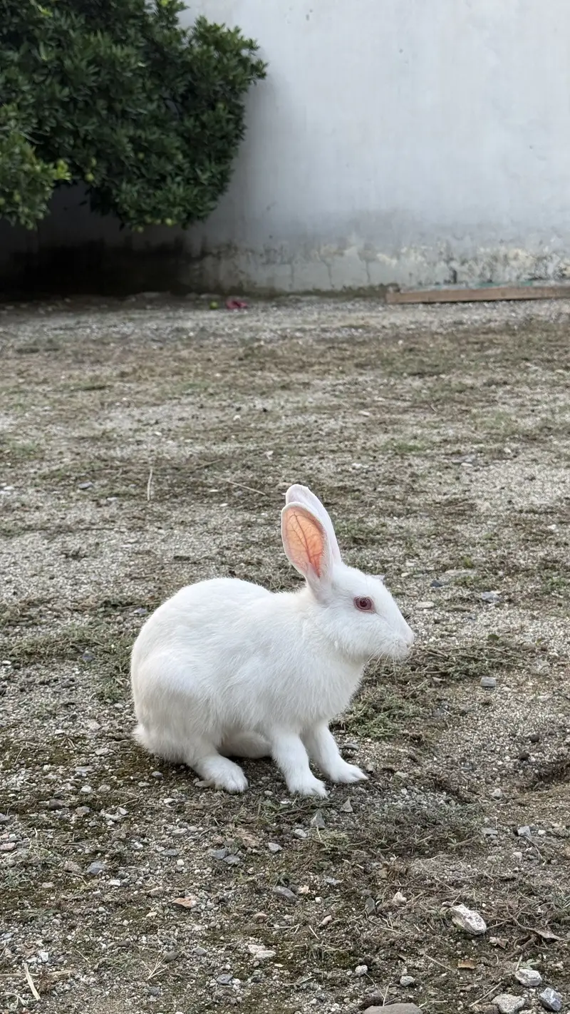 Pure White Albino Rabbits (Red Eyes) – Active & Healthy — photo 2