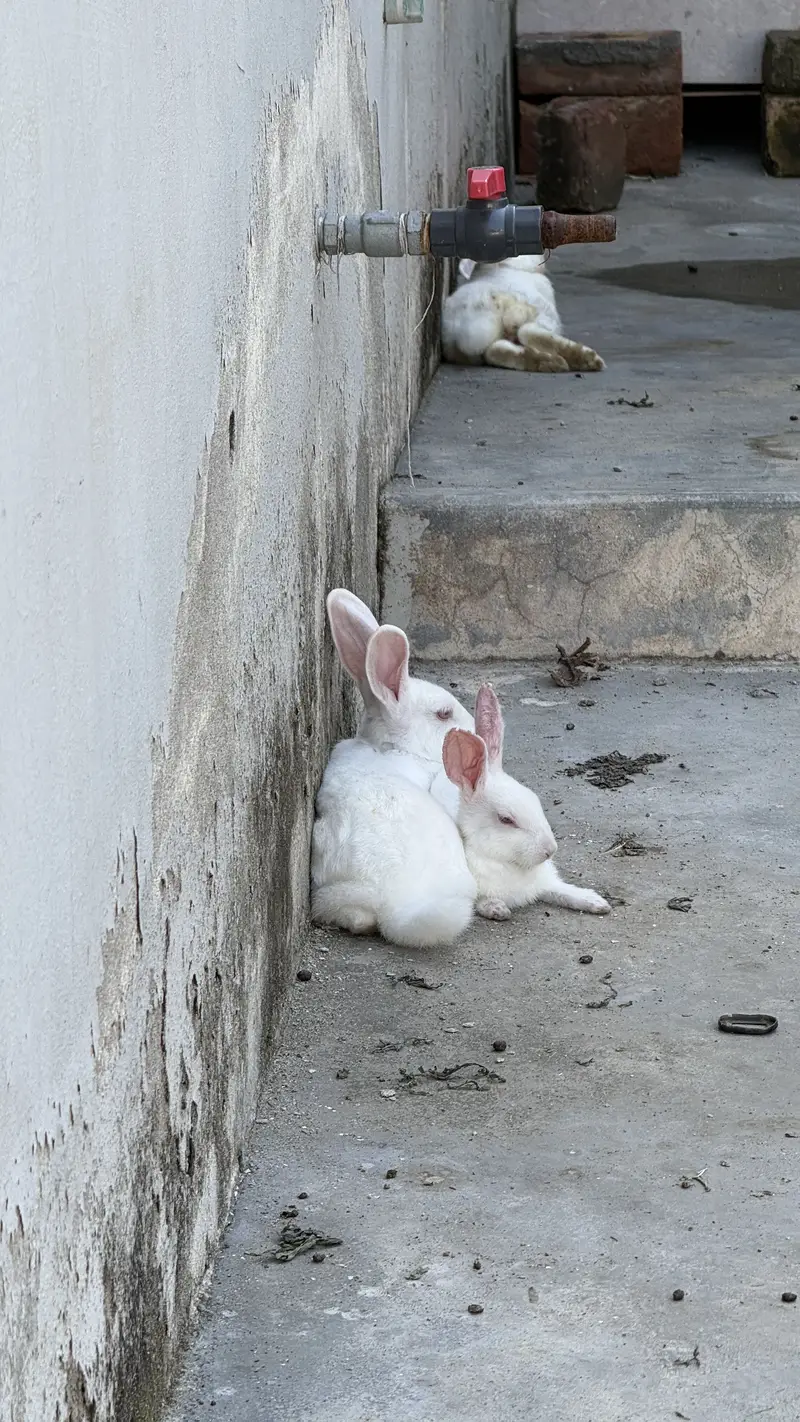 Pure White Albino Rabbits (Red Eyes) – Active & Healthy — photo 3