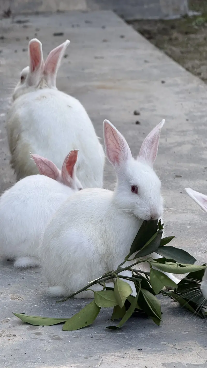Pure White Albino Rabbits (Red Eyes) – Active & Healthy — photo 4