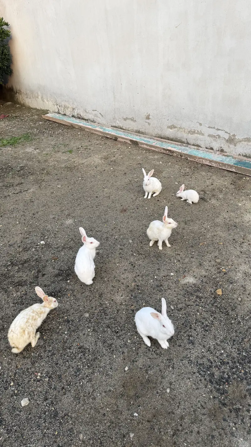 Pure White Albino Rabbits (Red Eyes) – Active & Healthy — photo 5