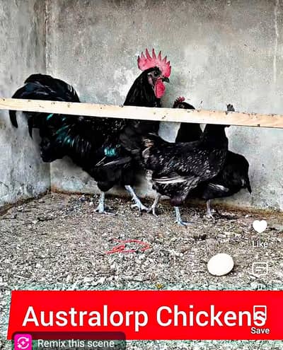 Australorp Trio Available