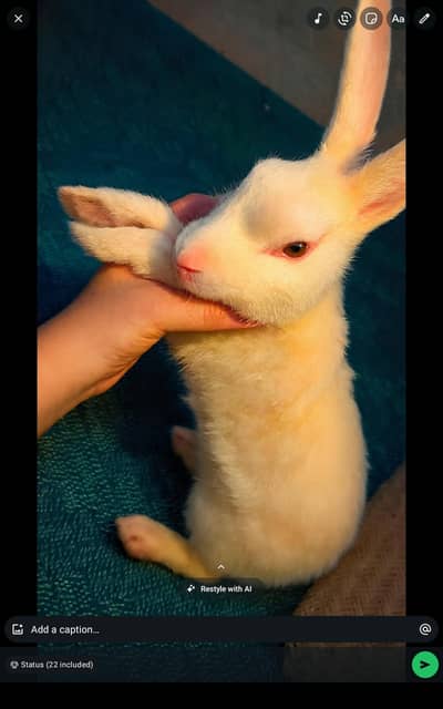 Rabbit Bunnies for sale