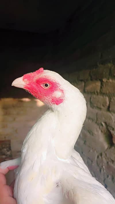 Aseel heera madi