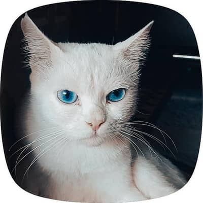 SEMI Persian cat