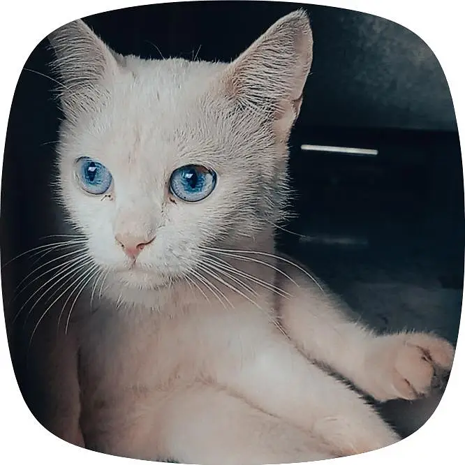 SEMI Persian cat — photo 2