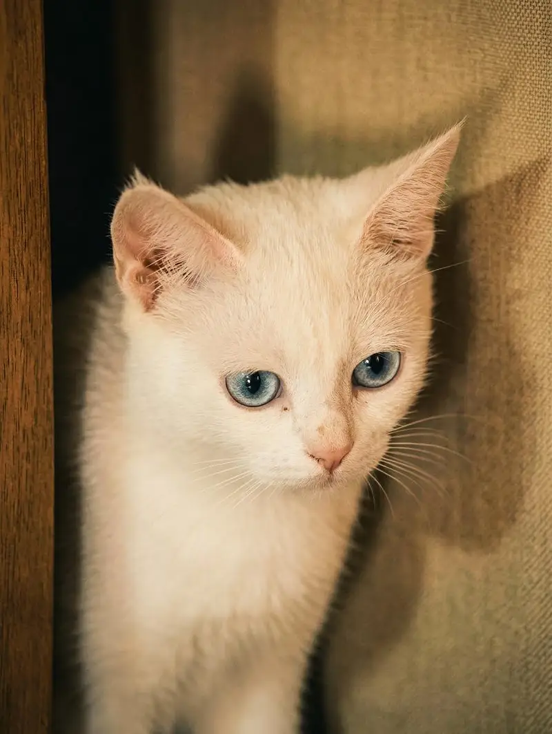 SEMI Persian cat — photo 3