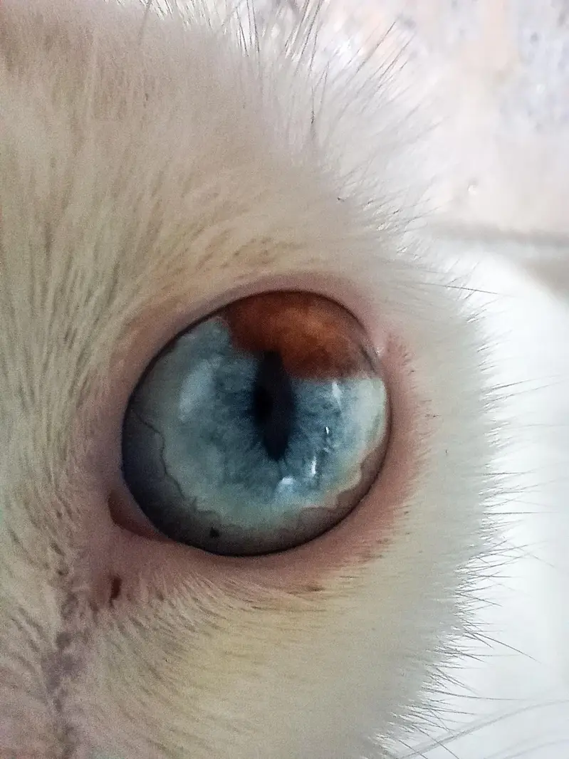 SEMI Persian cat — photo 4
