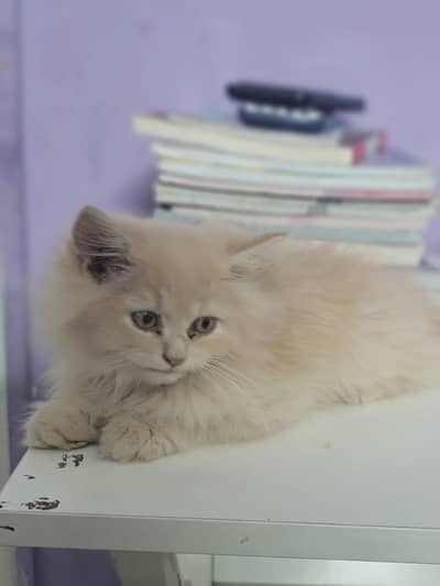 kitten