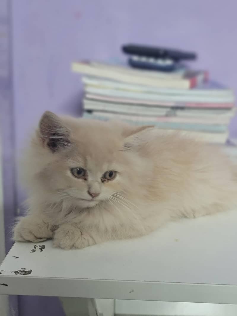 kitten 0