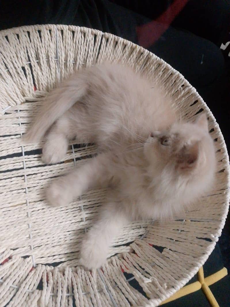 kitten 1