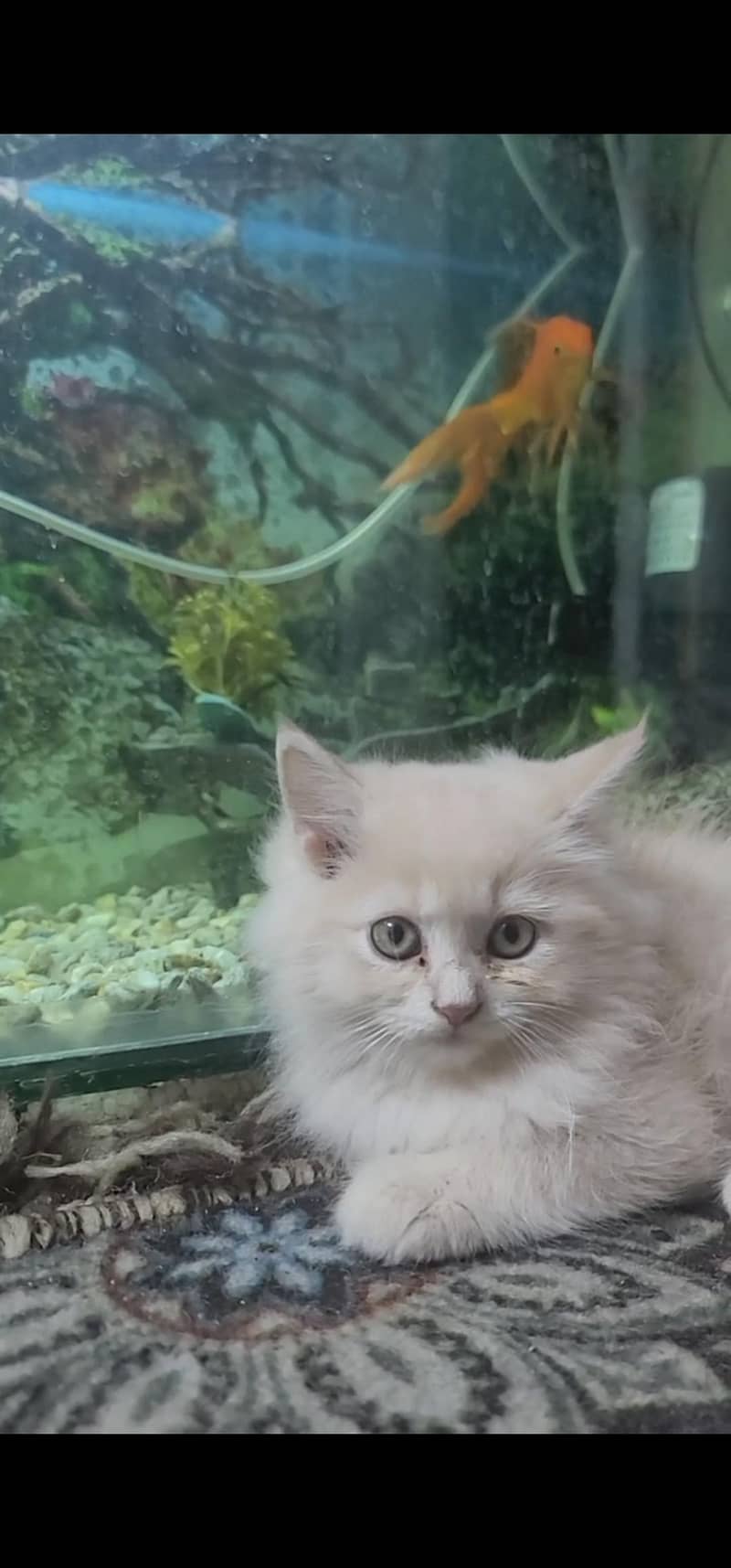 kitten 2