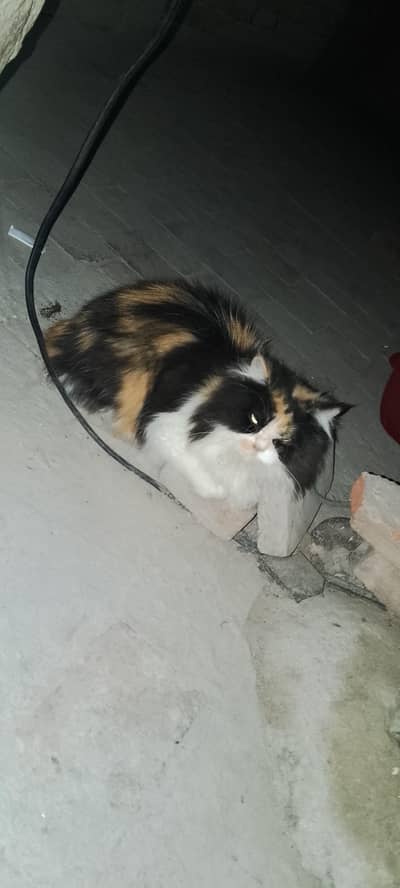Persian cat Breeder pair