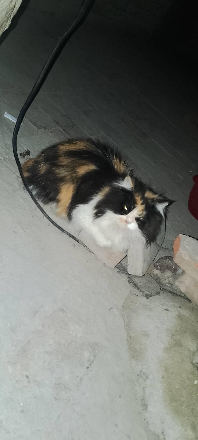 Persian cat  pair 0