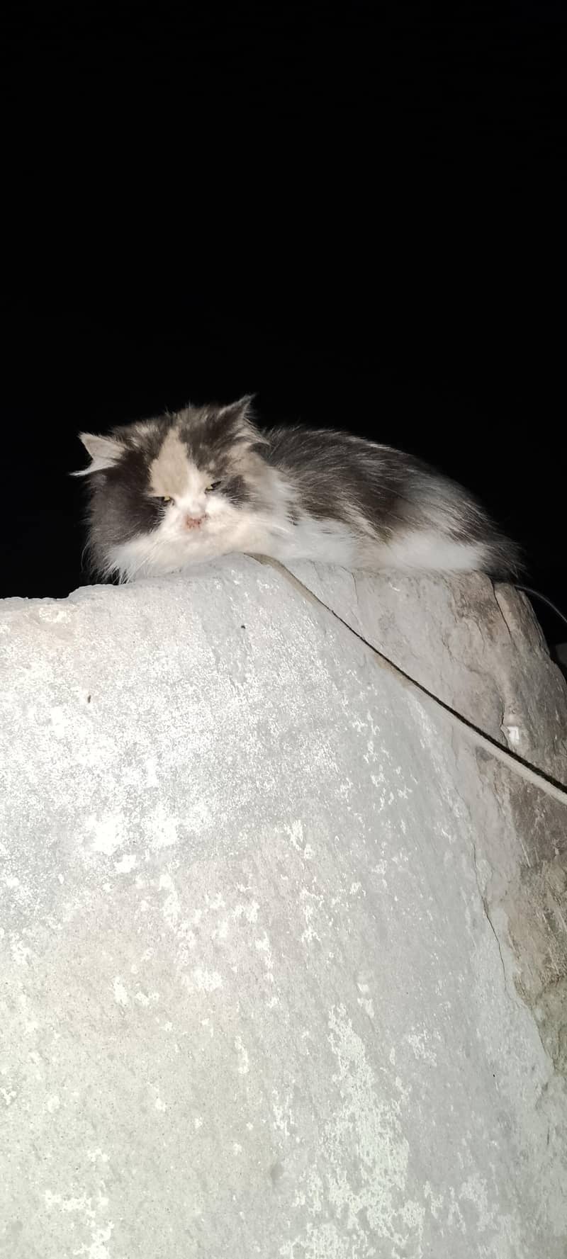 Persian cat  pair 1