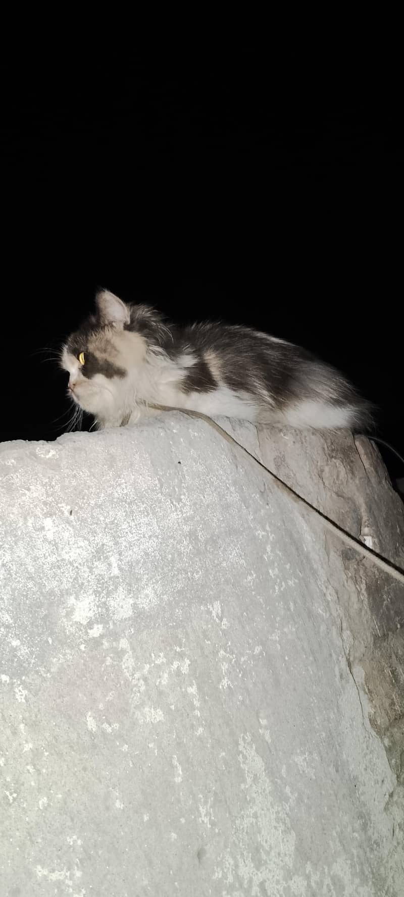 Persian cat  pair 3