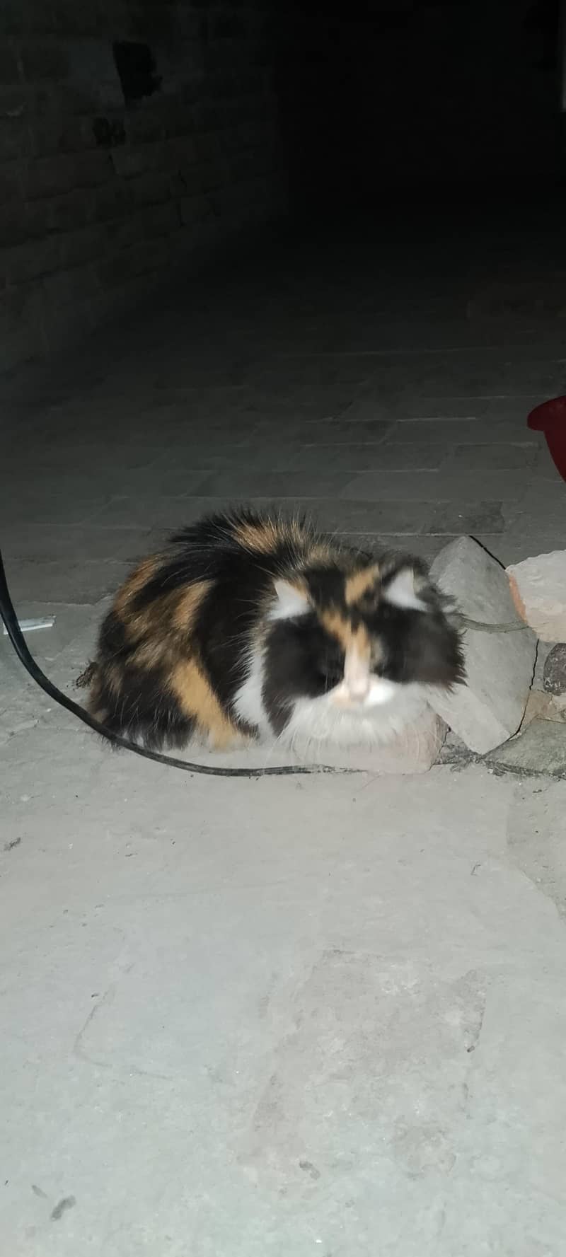 Persian cat  pair 4