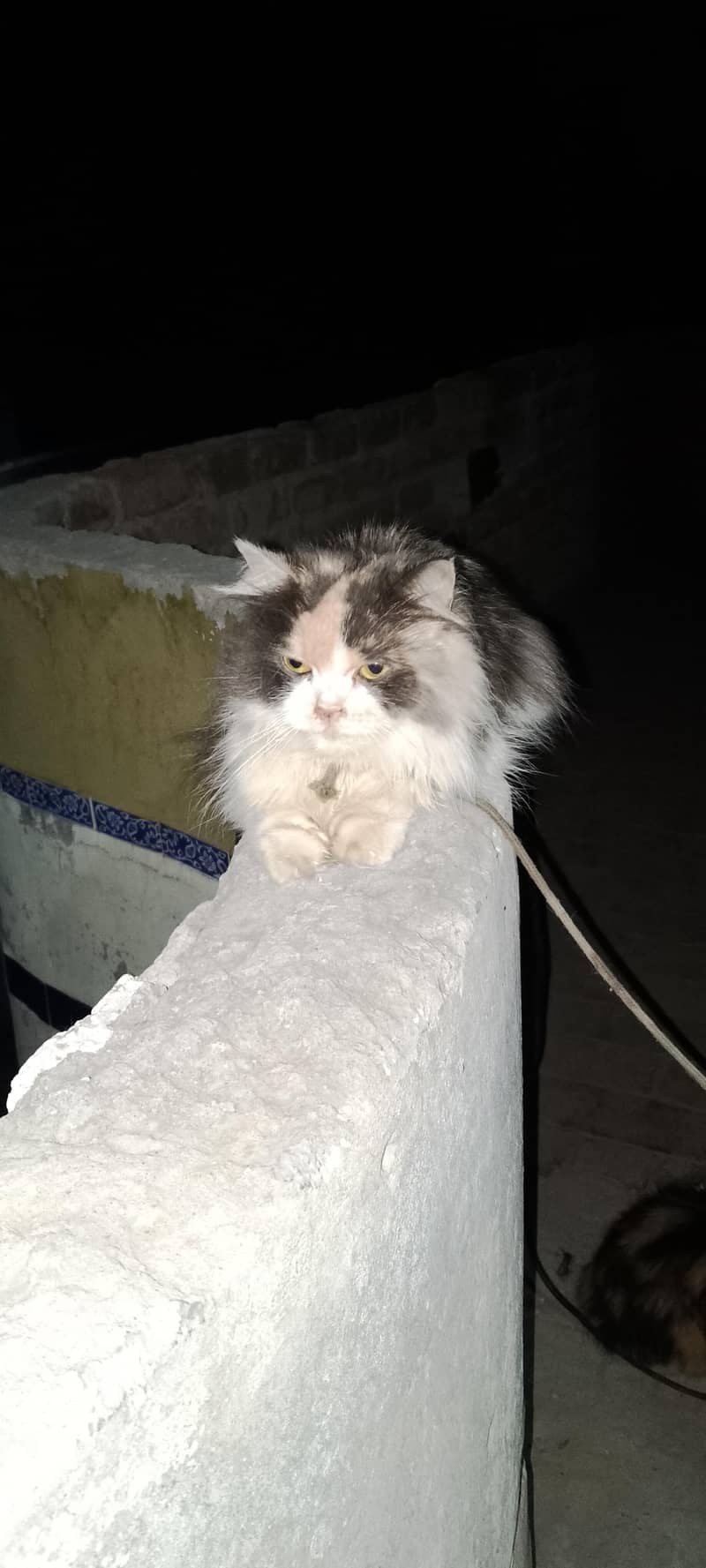 Persian cat  pair 5