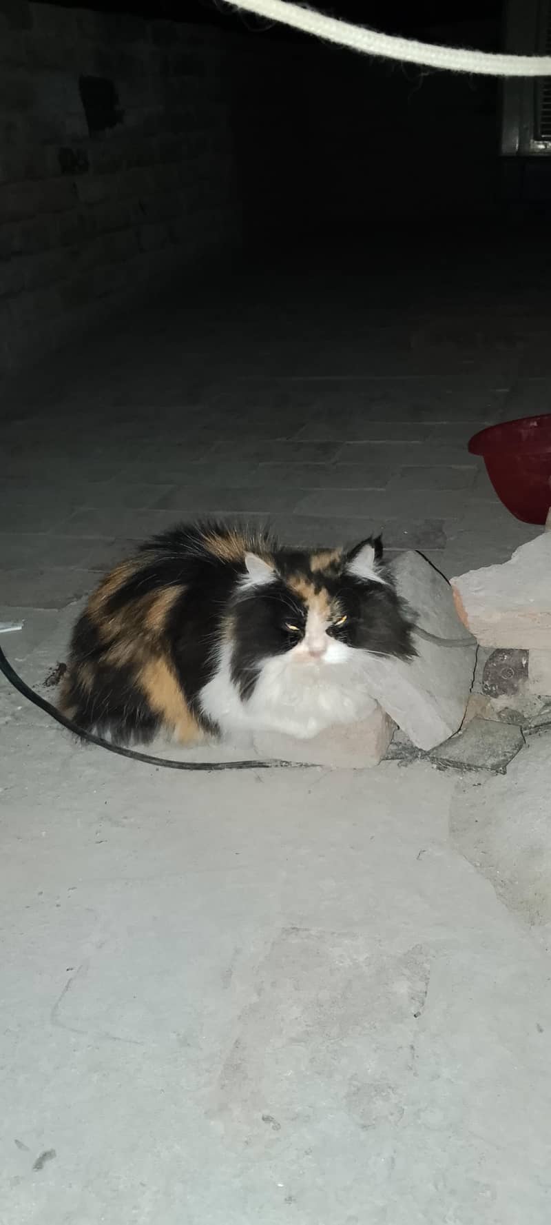 Persian cat  pair 6