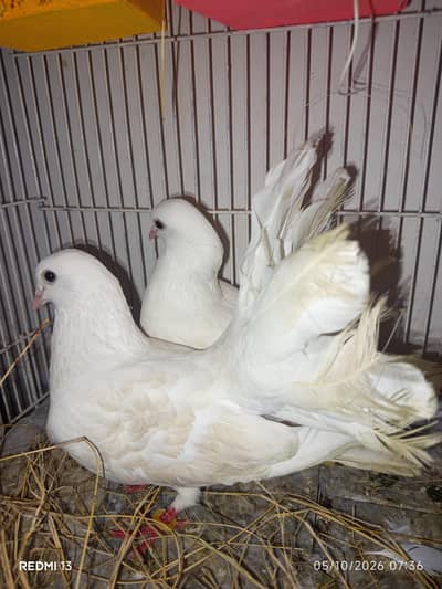 a English fantail piegon  pair in white colour