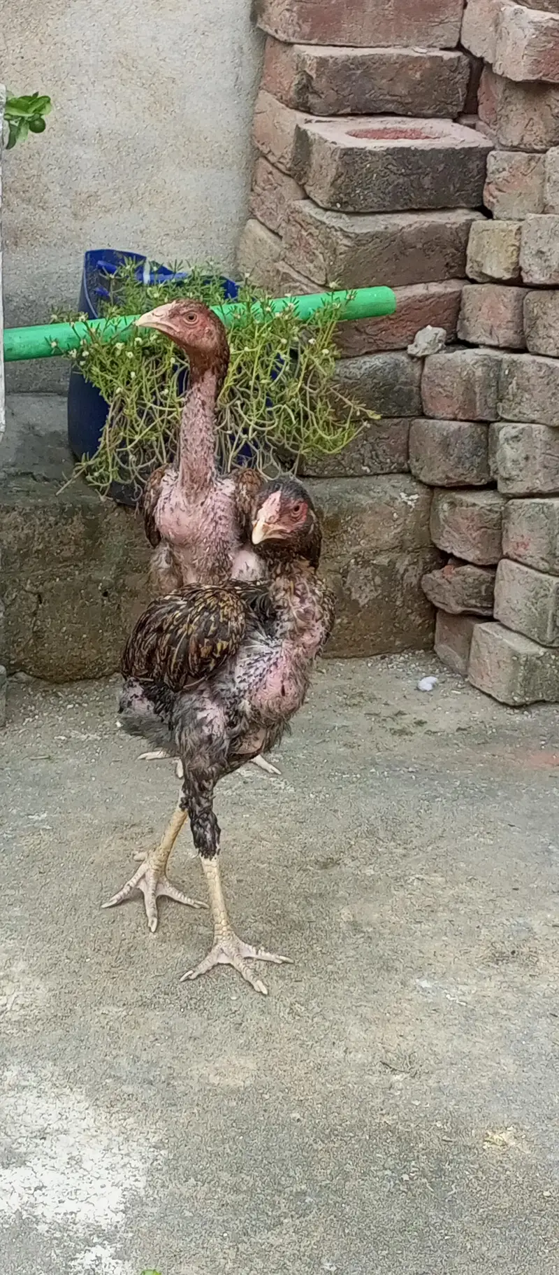 Aseel chikes 1 pair age 4 months — photo 3