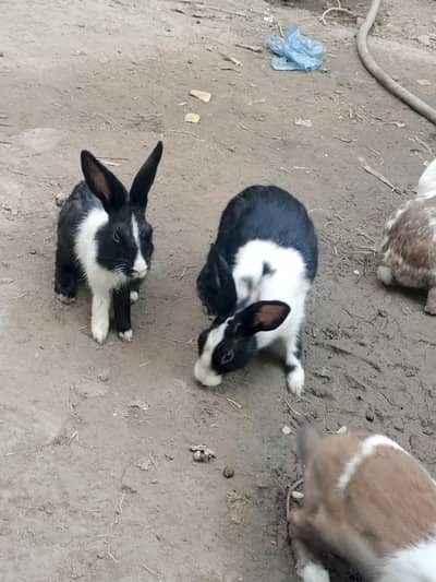 Healthy & Active Rabbits for Sale in Multan ( Desi bread + red-eyes)