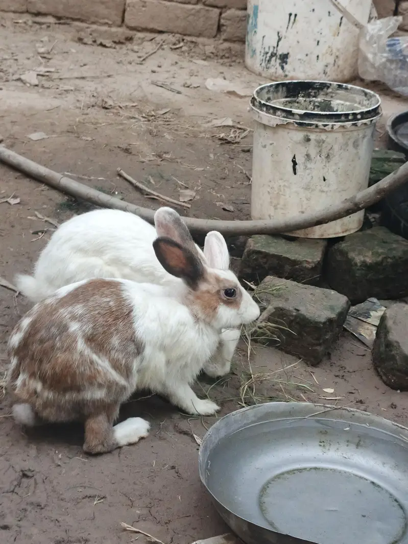 Healthy & Active Rabbits for Sale in Multan ( Desi bread + red-eyes) — photo 2