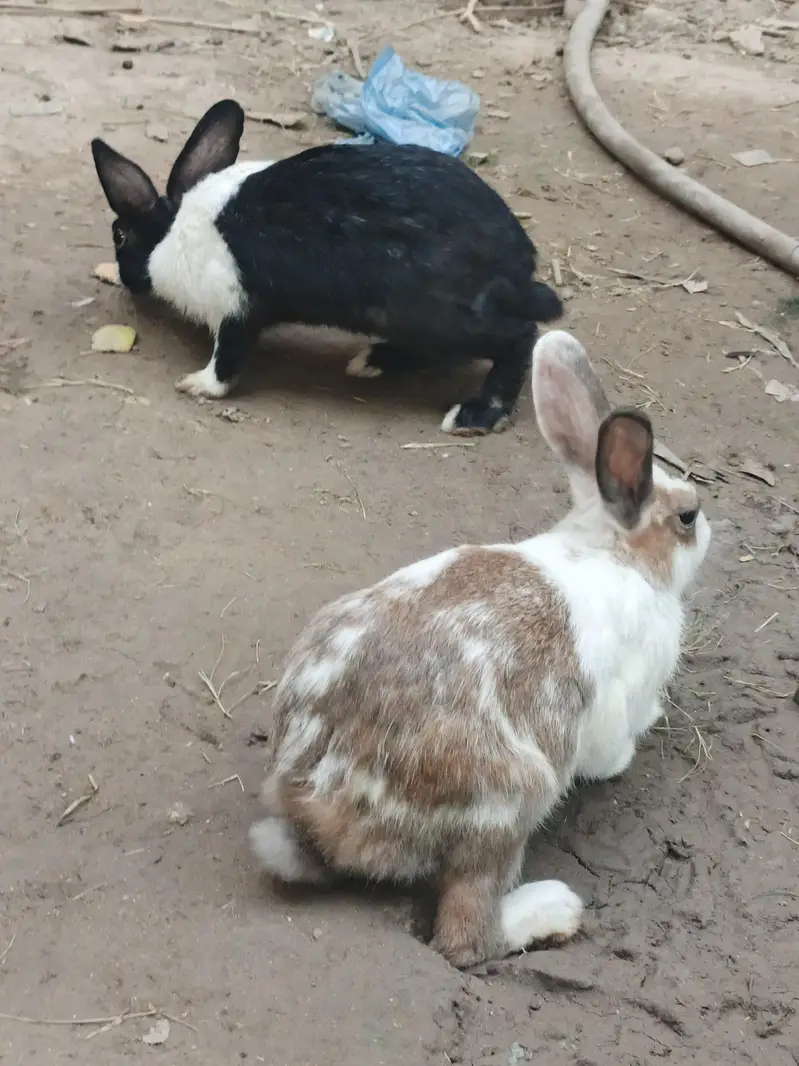 Healthy & Active Rabbits for Sale in Multan ( Desi bread + red-eyes) — photo 3