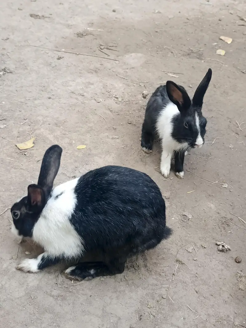 Healthy & Active Rabbits for Sale in Multan ( Desi bread + red-eyes) — photo 4