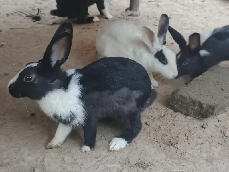 Healthy & Active Rabbits for Sale in Multan ( Desi bread + red-eyes) — photo 5