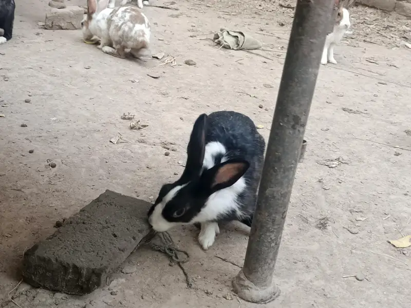 Healthy & Active Rabbits for Sale in Multan ( Desi bread + red-eyes) — photo 6