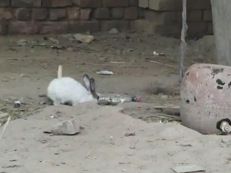 Healthy & Active Rabbits for Sale in Multan ( Desi bread + red-eyes) — photo 7