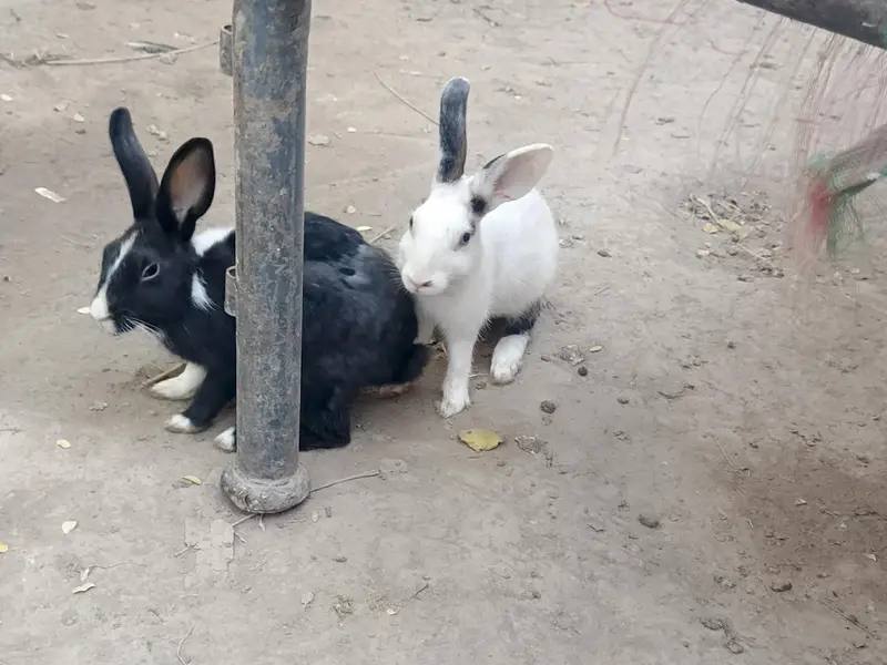 Healthy & Active Rabbits for Sale in Multan ( Desi bread + red-eyes) — photo 8