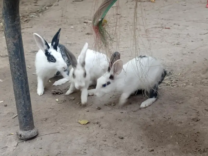 Healthy & Active Rabbits for Sale in Multan ( Desi bread + red-eyes) — photo 9