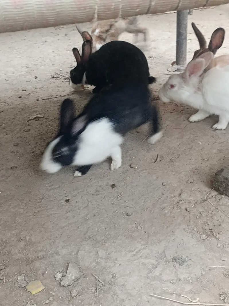 Healthy & Active Rabbits for Sale in Multan ( Desi bread + red-eyes) — photo 10