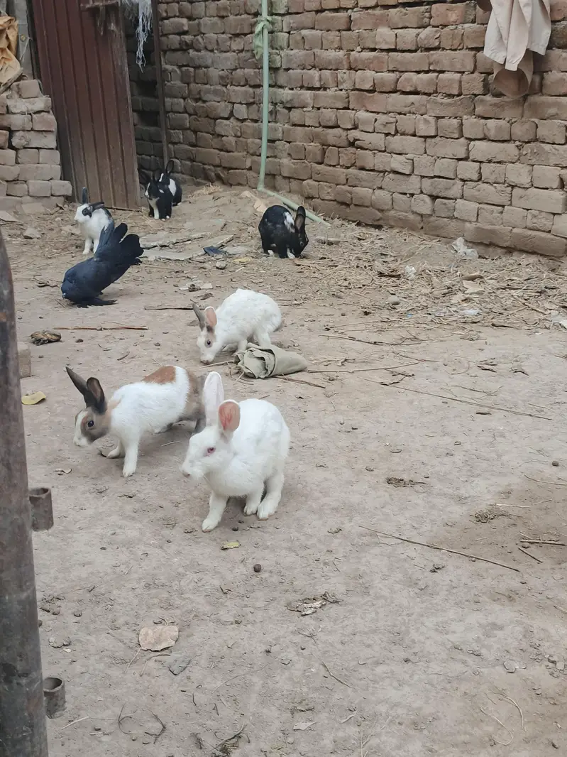 Healthy & Active Rabbits for Sale in Multan ( Desi bread + red-eyes) — photo 11