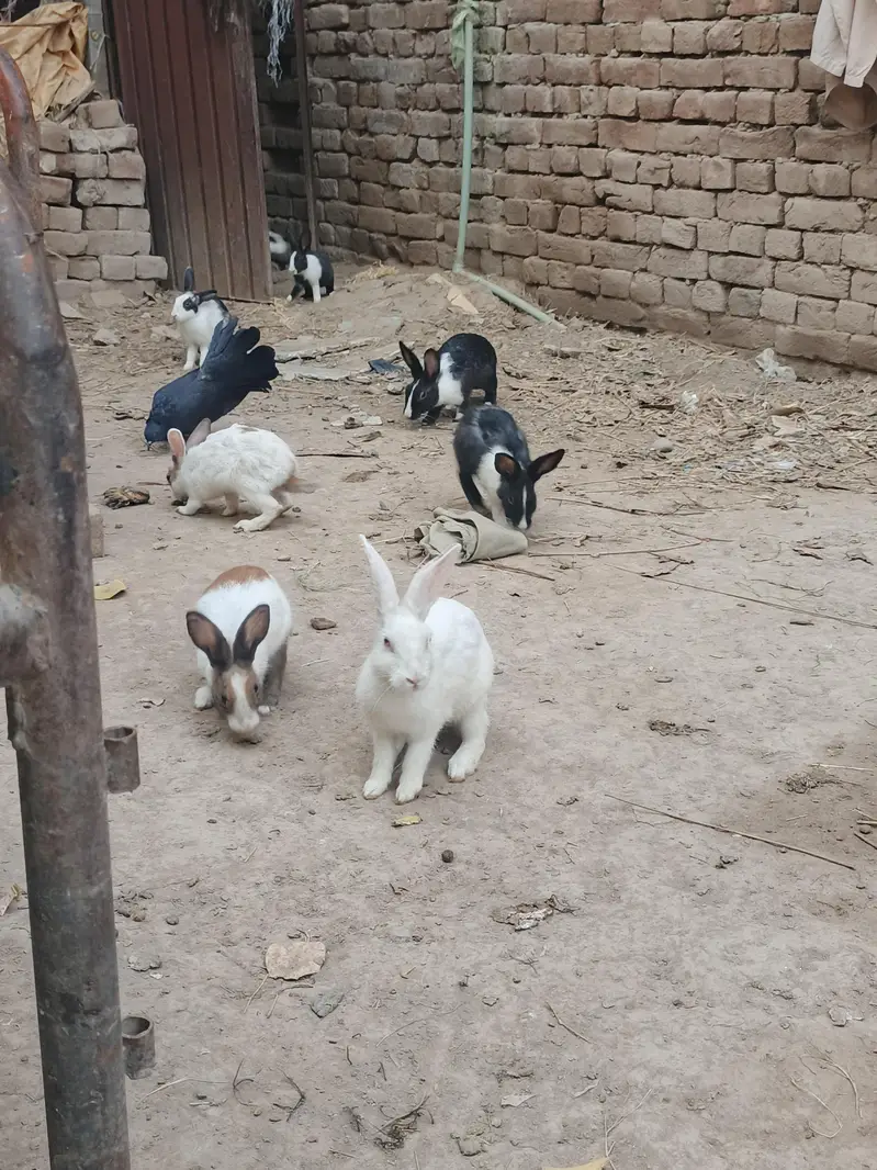 Healthy & Active Rabbits for Sale in Multan ( Desi bread + red-eyes) — photo 12