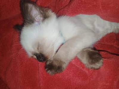 cat for sale