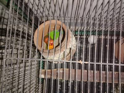 parrots