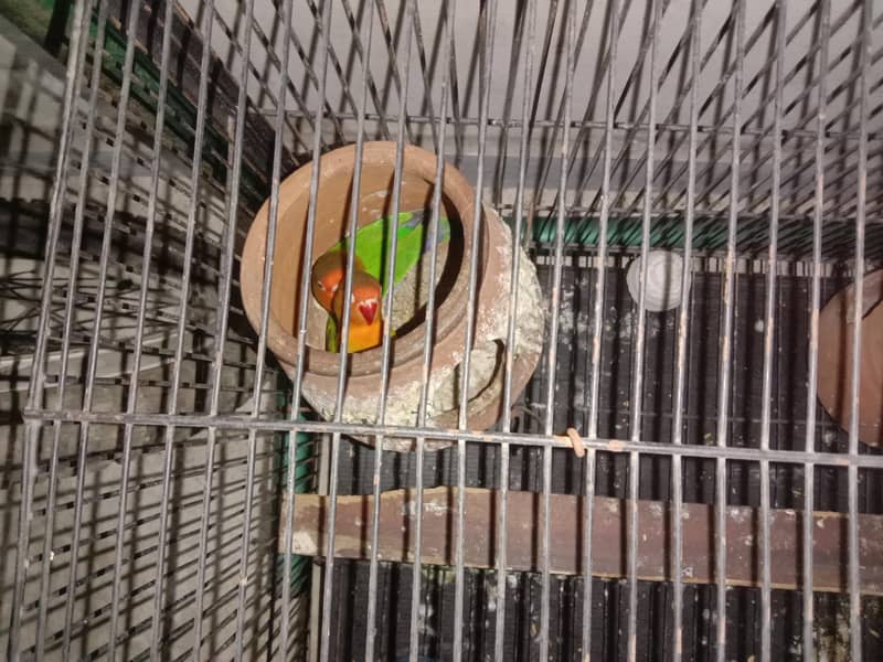 parrots 0