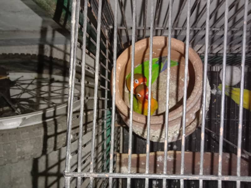 parrots 1