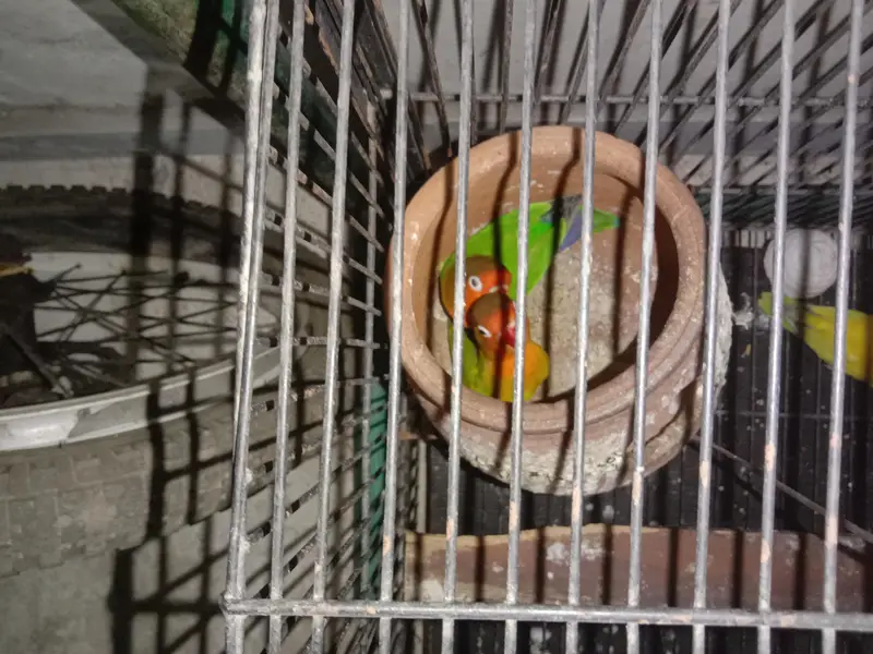 parrots — photo 2
