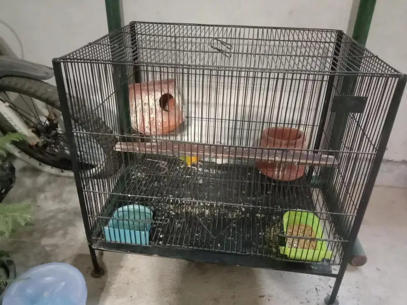 parrots — photo 3