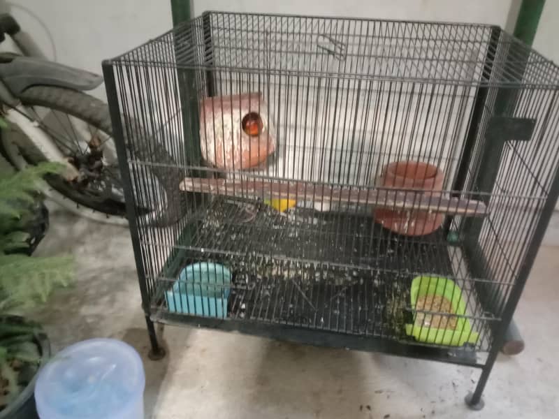 parrots 3