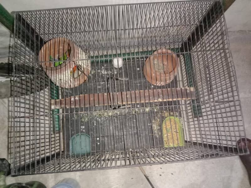 parrots 4