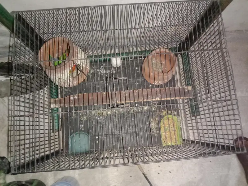 parrots — photo 5