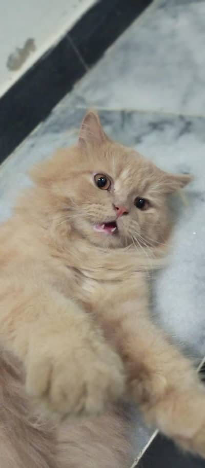 Beautiful Semi-Punch Persian Male Cat – 1.8 Years | V